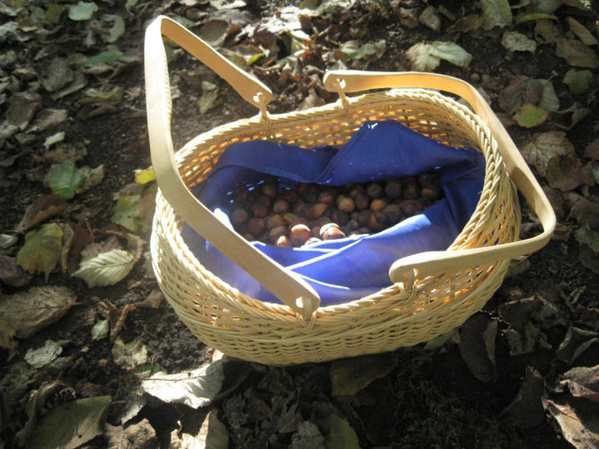 Hazelnuts
