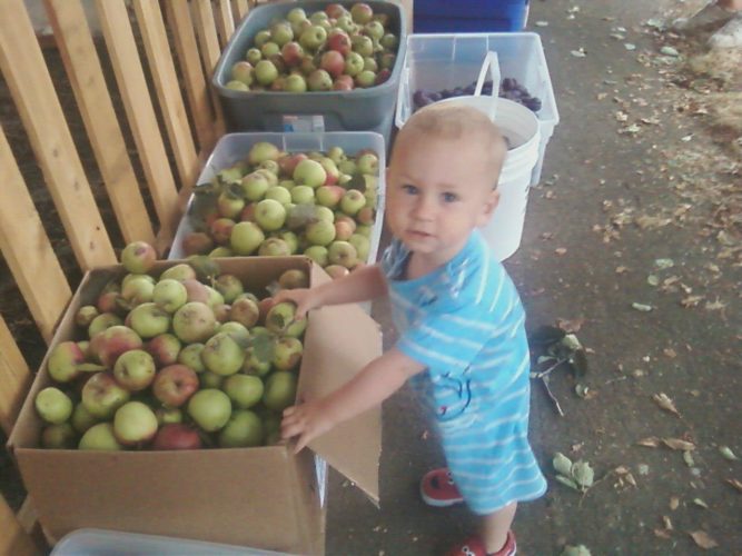 Apple Gleans