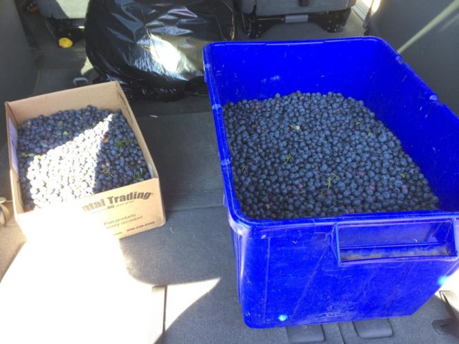 Blueberry Season!